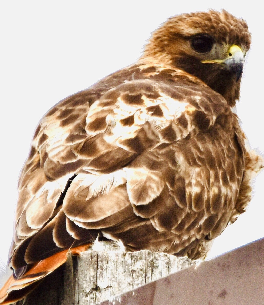 Red-tailed Hawk - ML436399881