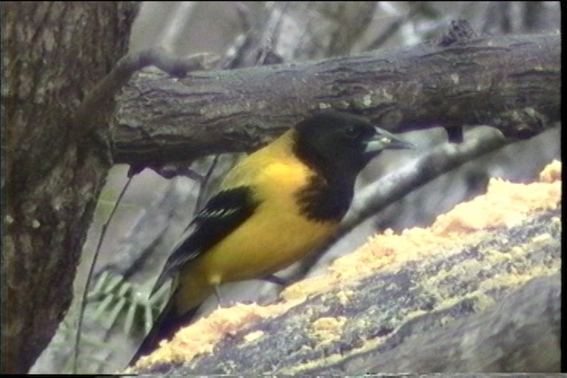 Audubon's Oriole (Audubon's) - ML436400