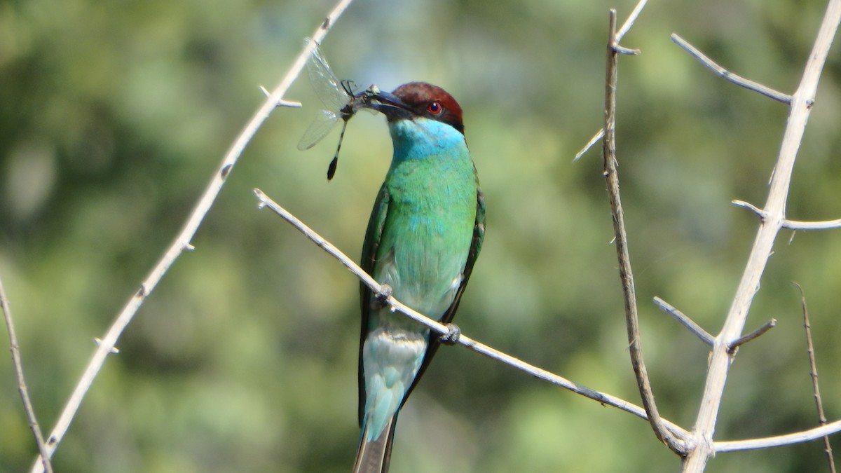 Blue-throated Bee-eater - ML43640081