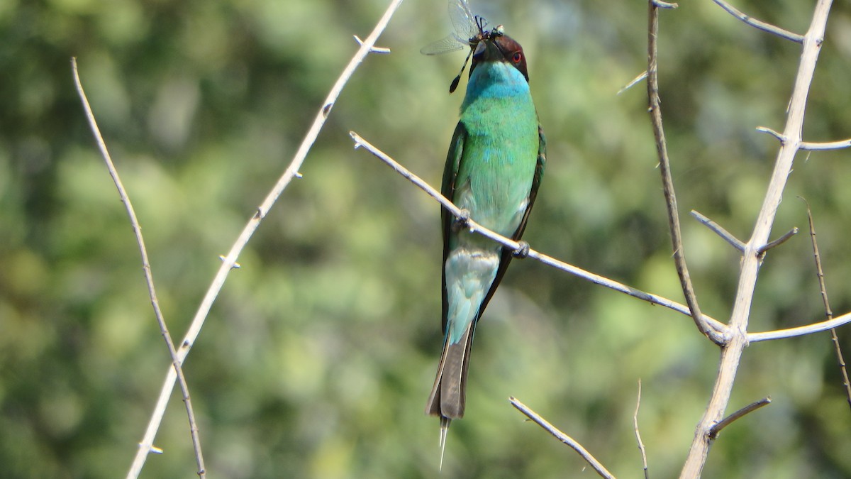 Blue-throated Bee-eater - ML43640111