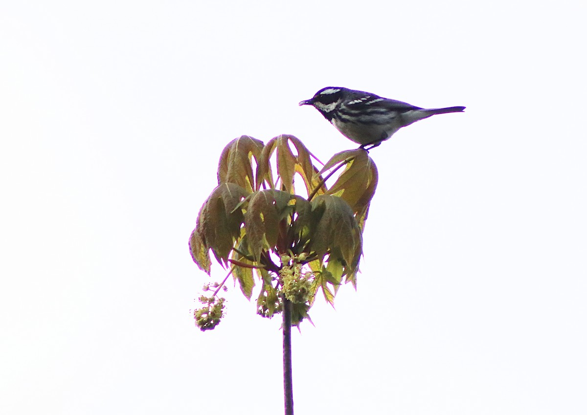Black-throated Gray Warbler - ML436401331