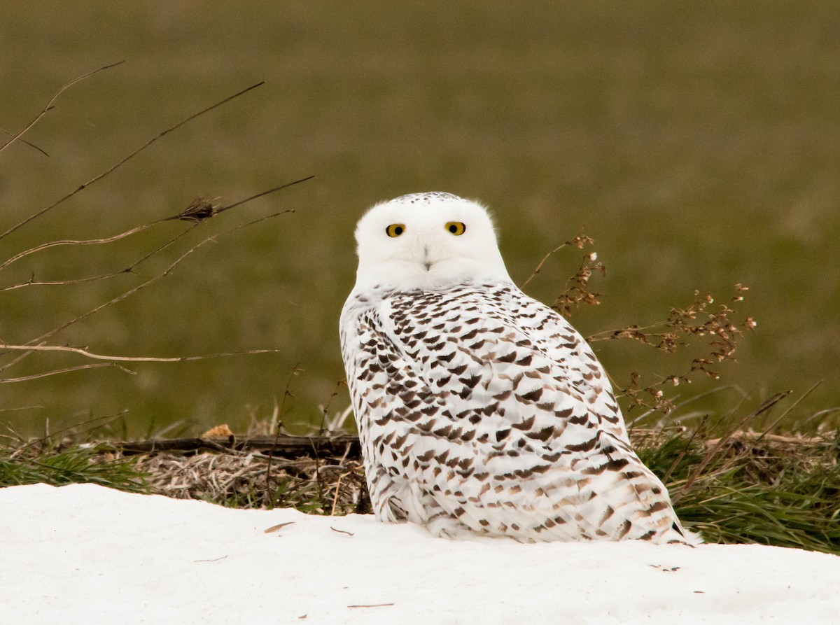 Snowy Owl - ML43640221