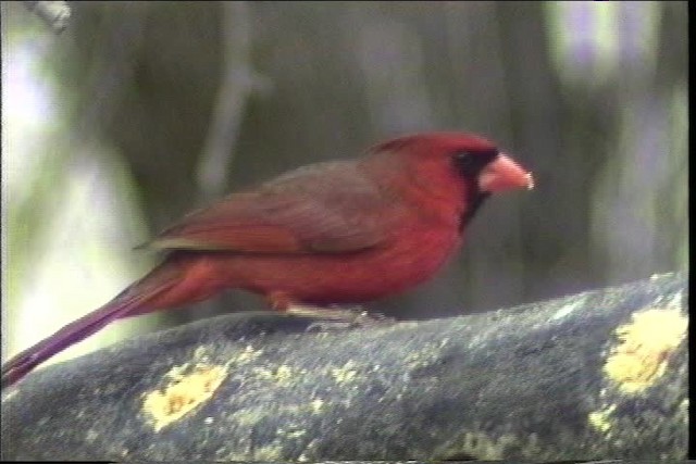Northern Cardinal - ML436403