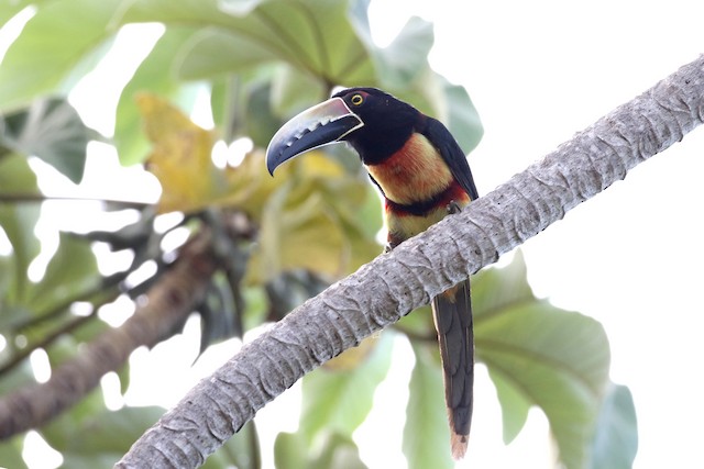 Collared Aracari at Placencia Peninsula by Dave Beeke
