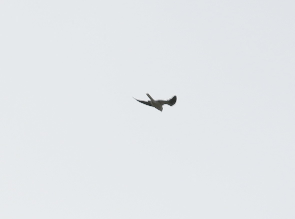 White-tailed Kite - ML436409251