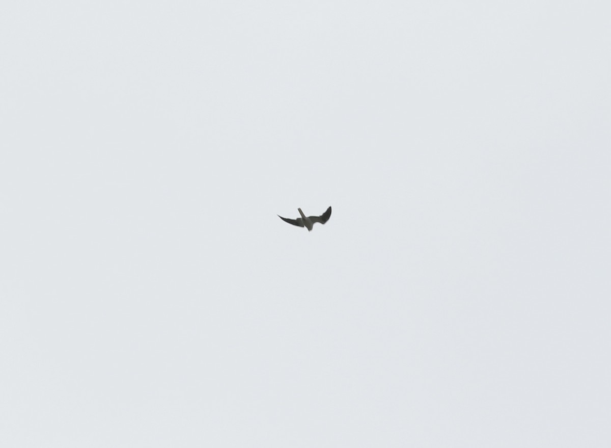 White-tailed Kite - ML436409271