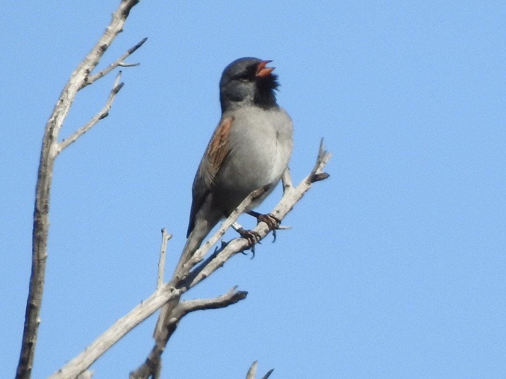 Black-chinned Sparrow - ML436410041