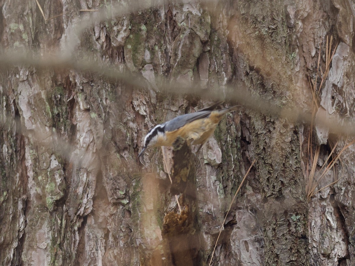 Red-breasted Nuthatch - ML436410321