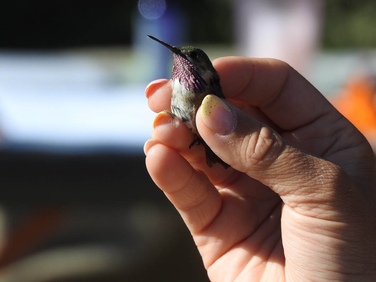 Calliope Hummingbird - Jonathan Nakai