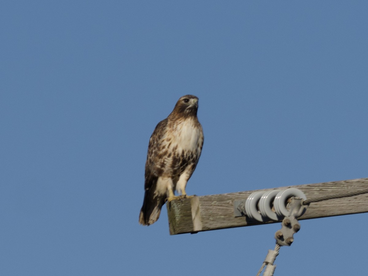 Red-tailed Hawk (abieticola) - Hal Mitchell