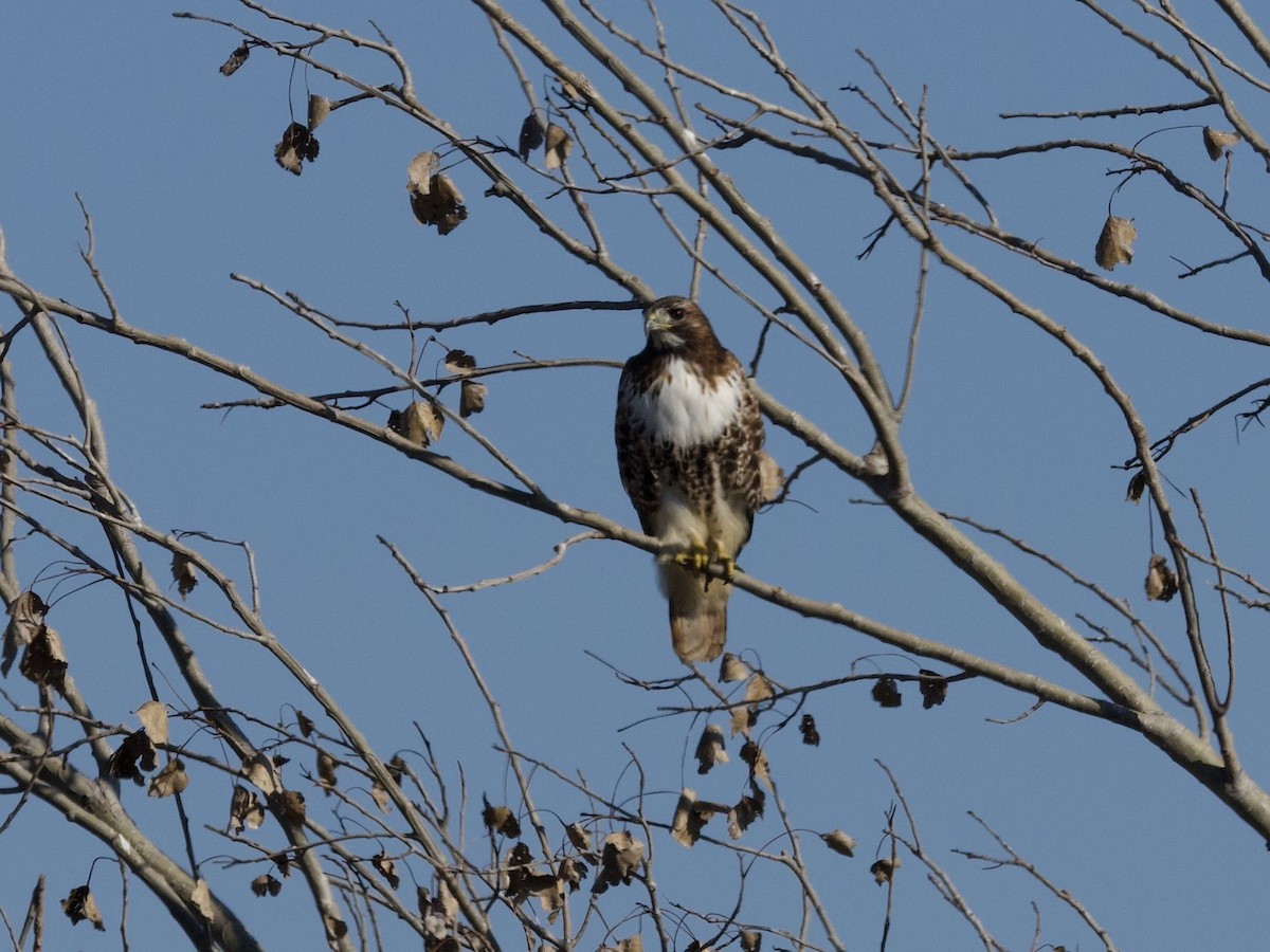 Red-tailed Hawk (abieticola) - ML436417251