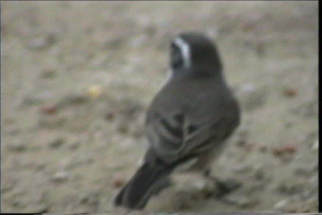 Black-throated Sparrow - ML436419