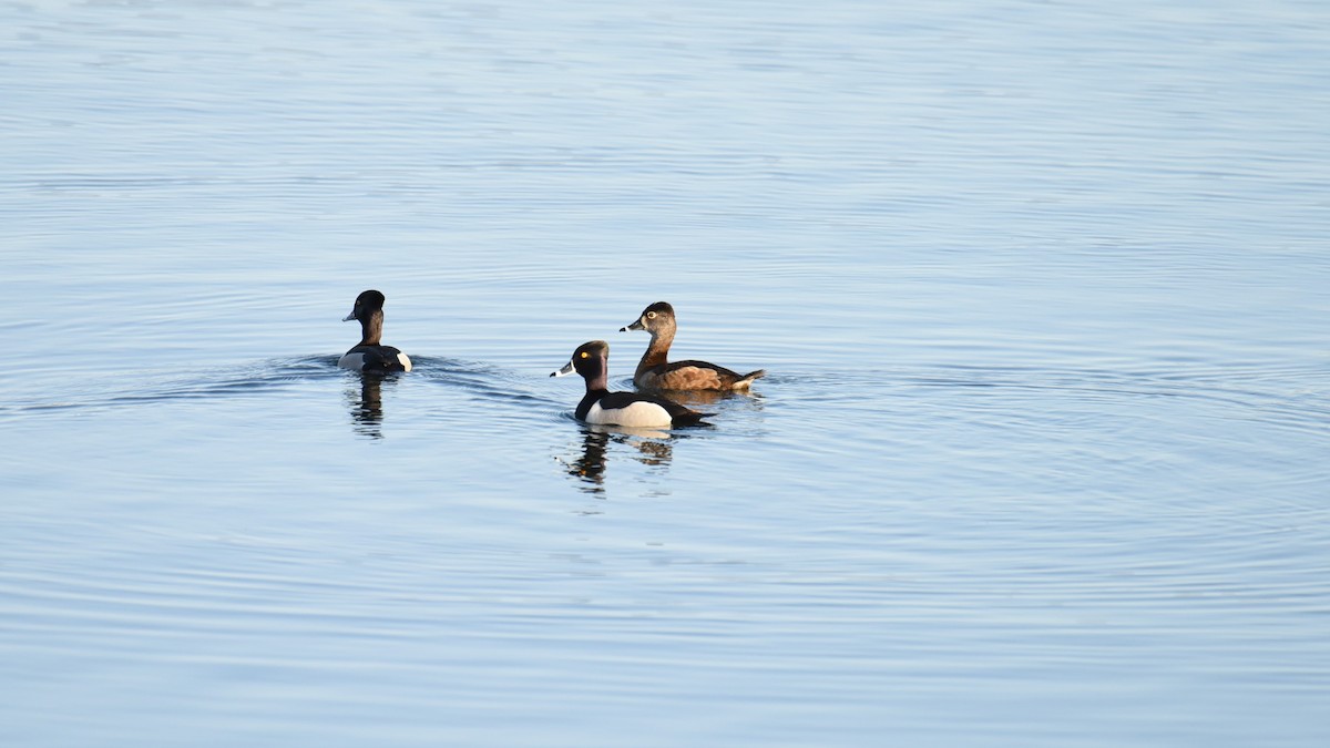 Ring-necked Duck - Sze On Ng (Aaron)