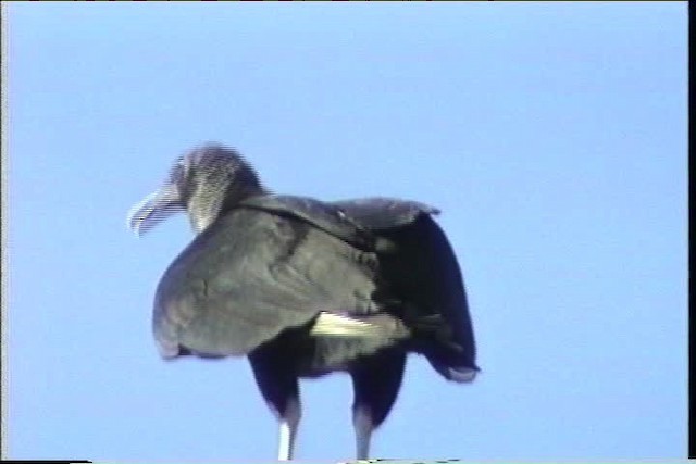 Black Vulture - ML436421