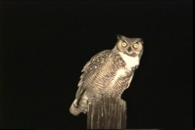 Great Horned Owl - ML436422