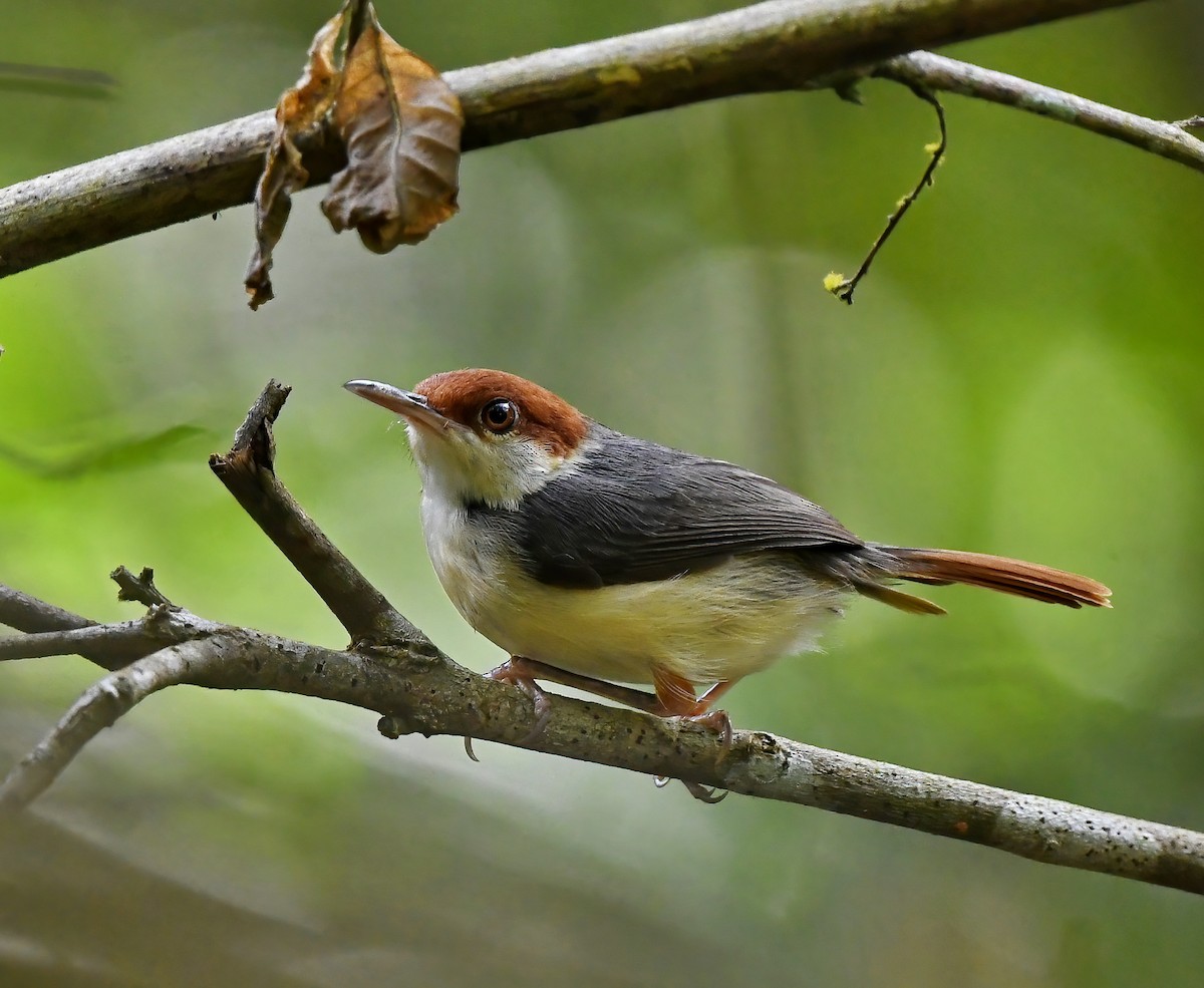 Rufous-tailed Tailorbird - Amar-Singh HSS