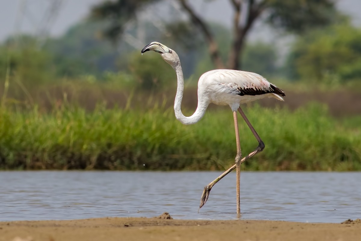 Greater Flamingo - Kavi Nanda