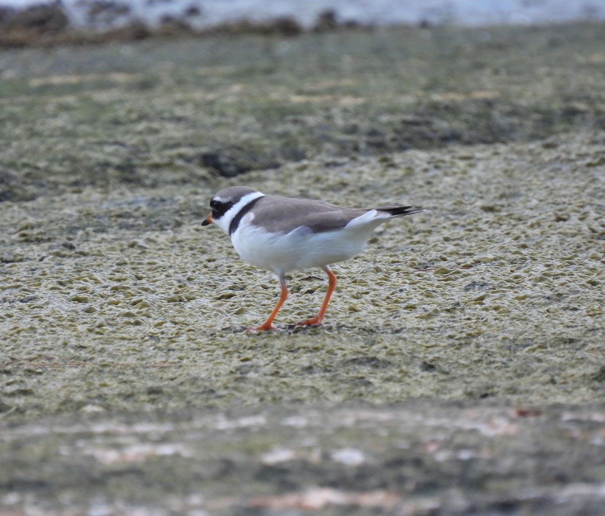 Common Ringed Plover - ML436442781