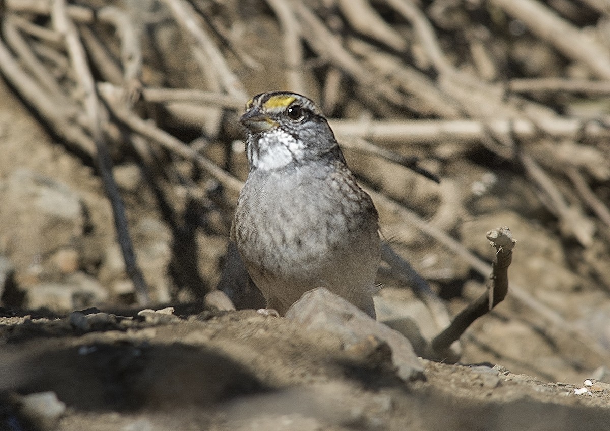White-throated Sparrow - ML43644411