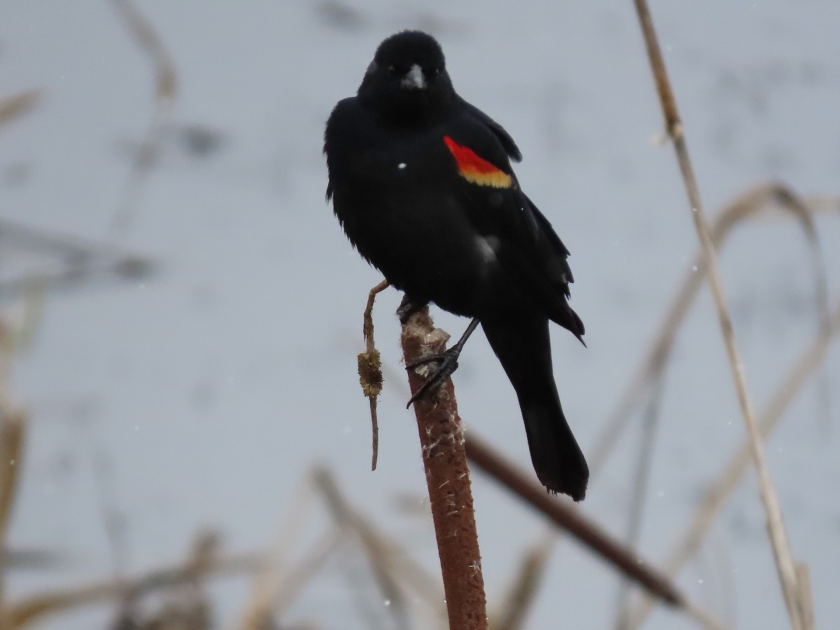 Red-winged Blackbird - ML436447571