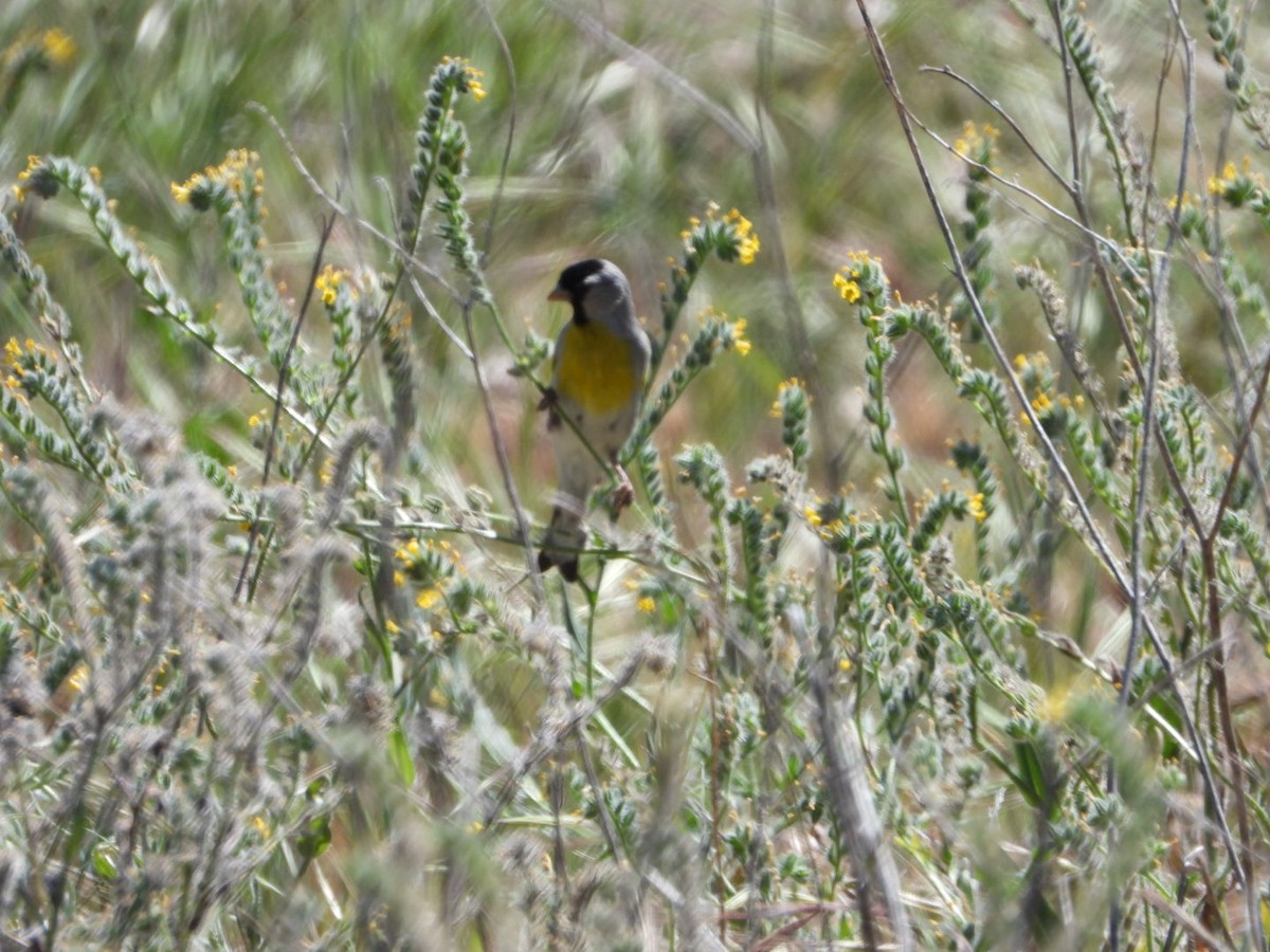 Lawrence's Goldfinch - ML436449551