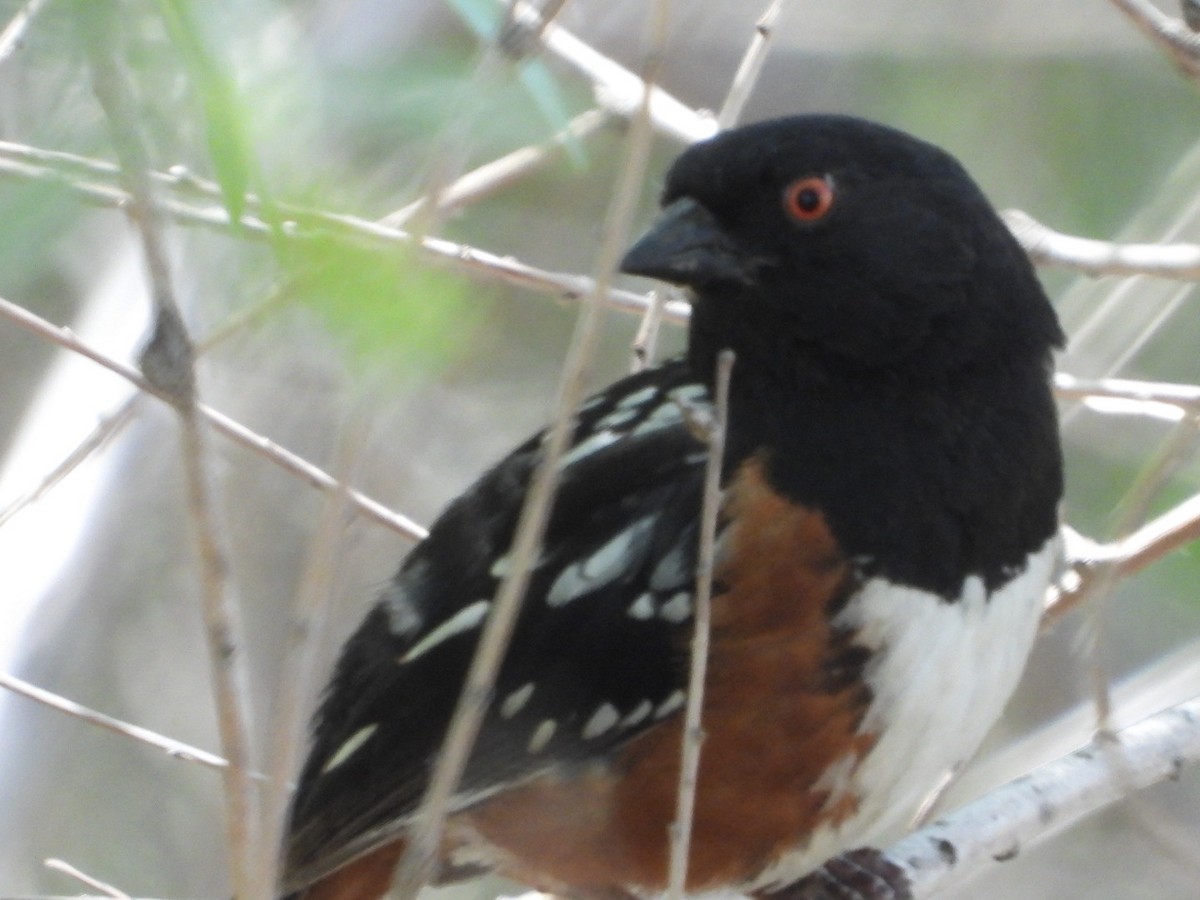 Spotted Towhee - ML436449661