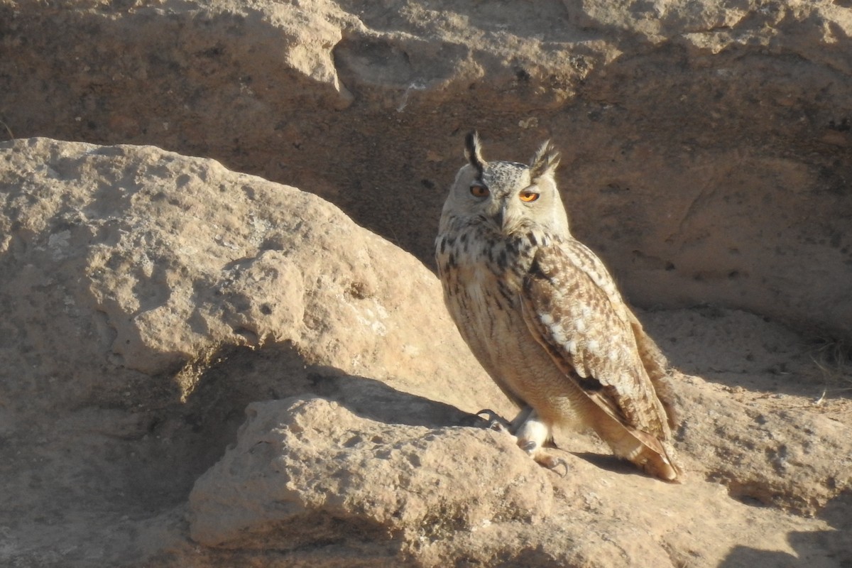 Eurasian Eagle-Owl - ML436449771