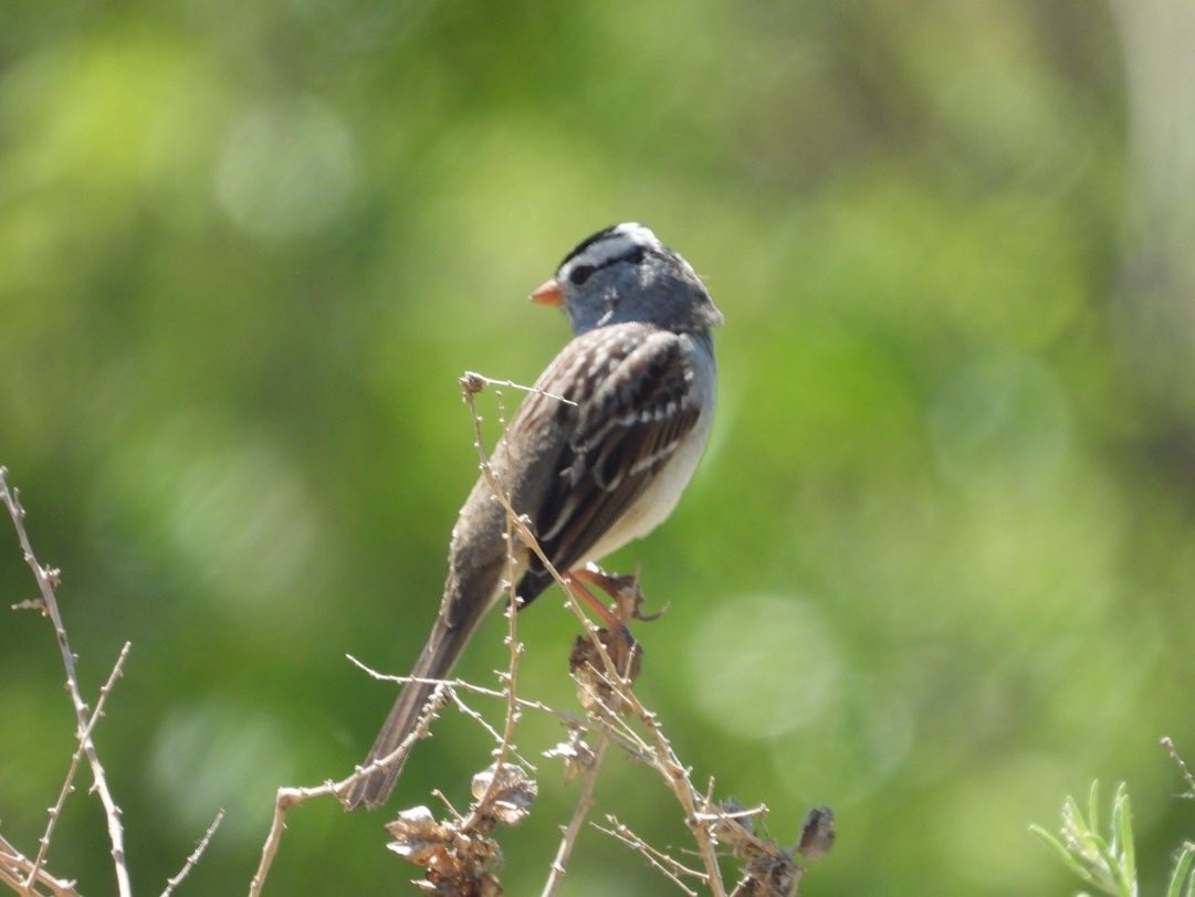 White-crowned Sparrow - ML436450071