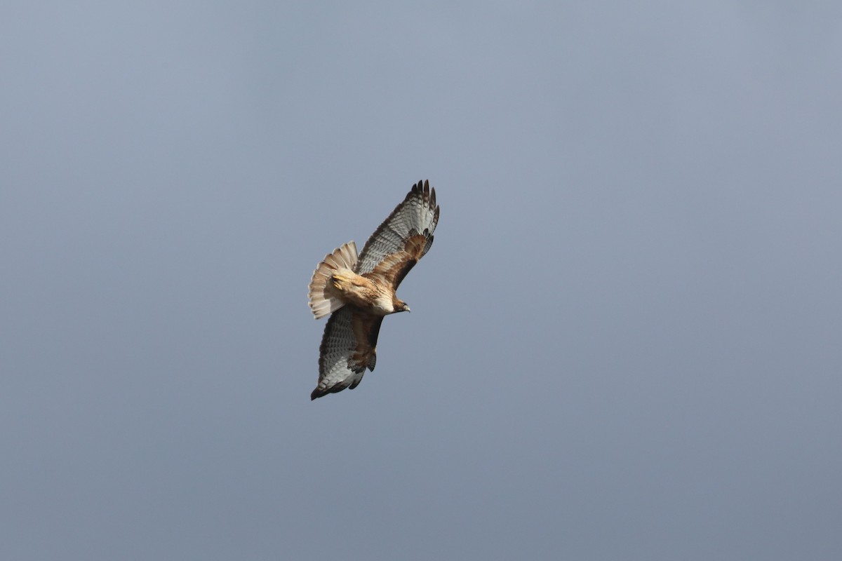 Red-tailed Hawk - ML436450241