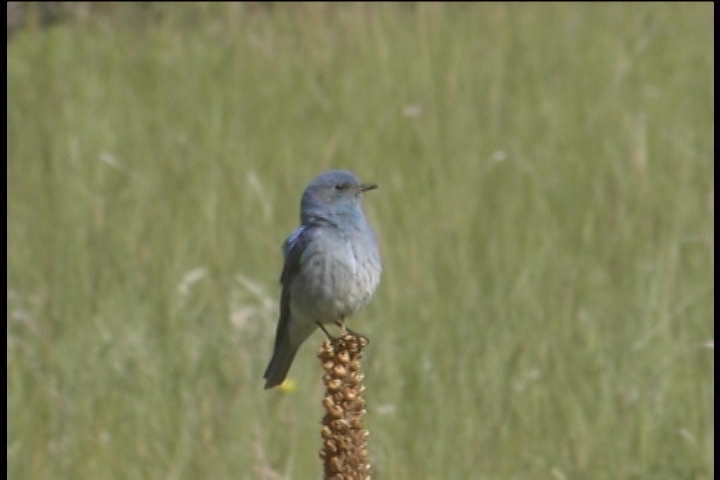21 BLUE Birds That Live in the United States! (ID GUIDE) - Bird Watching HQ