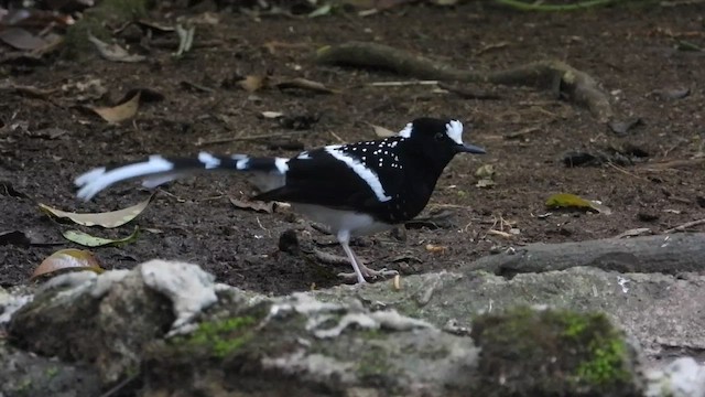 Spotted Forktail - ML436457511