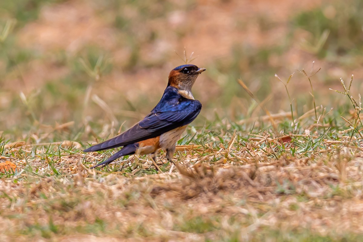 Red-rumped Swallow - ML436458081