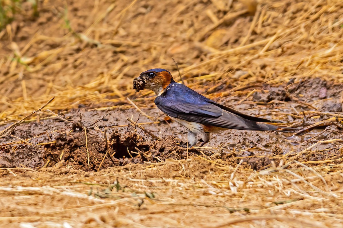 Red-rumped Swallow - ML436458101