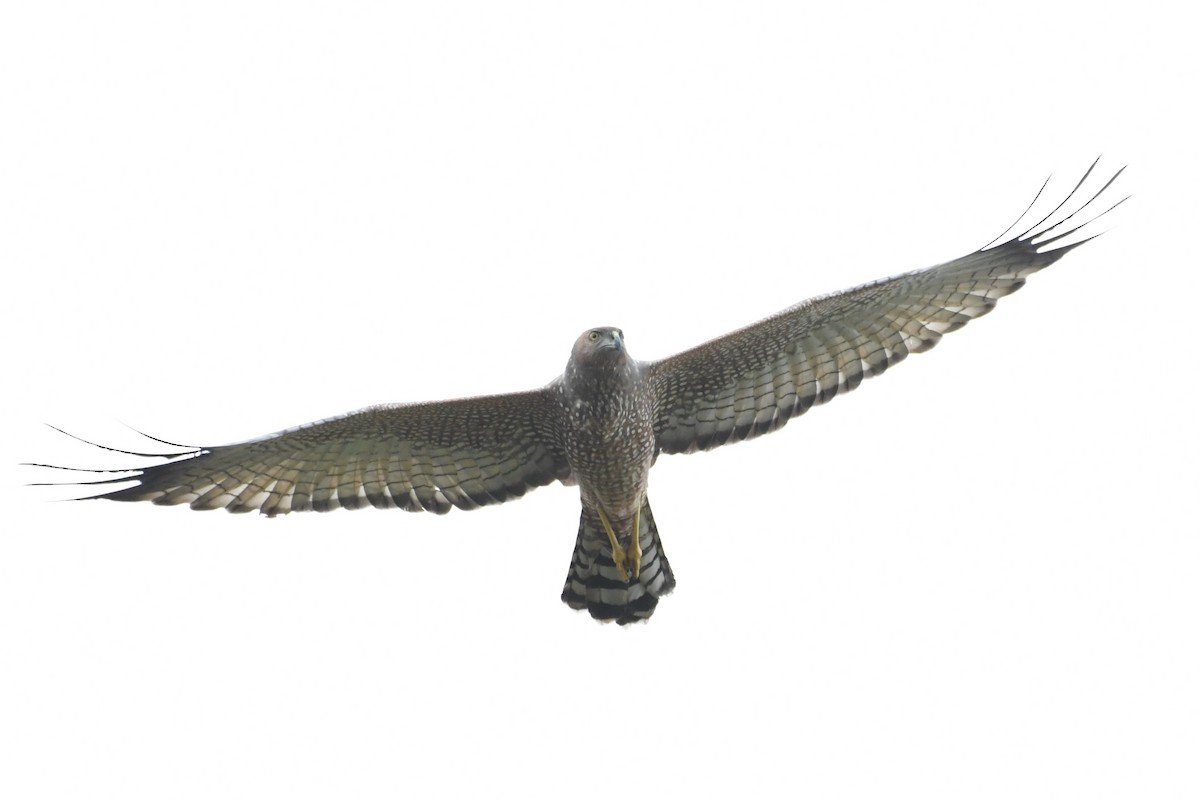 Spotted Harrier - ML436458341