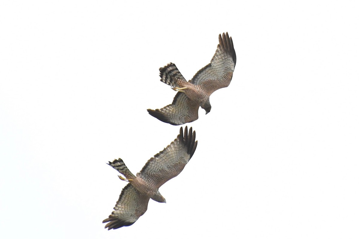 Spotted Harrier - ML436458551