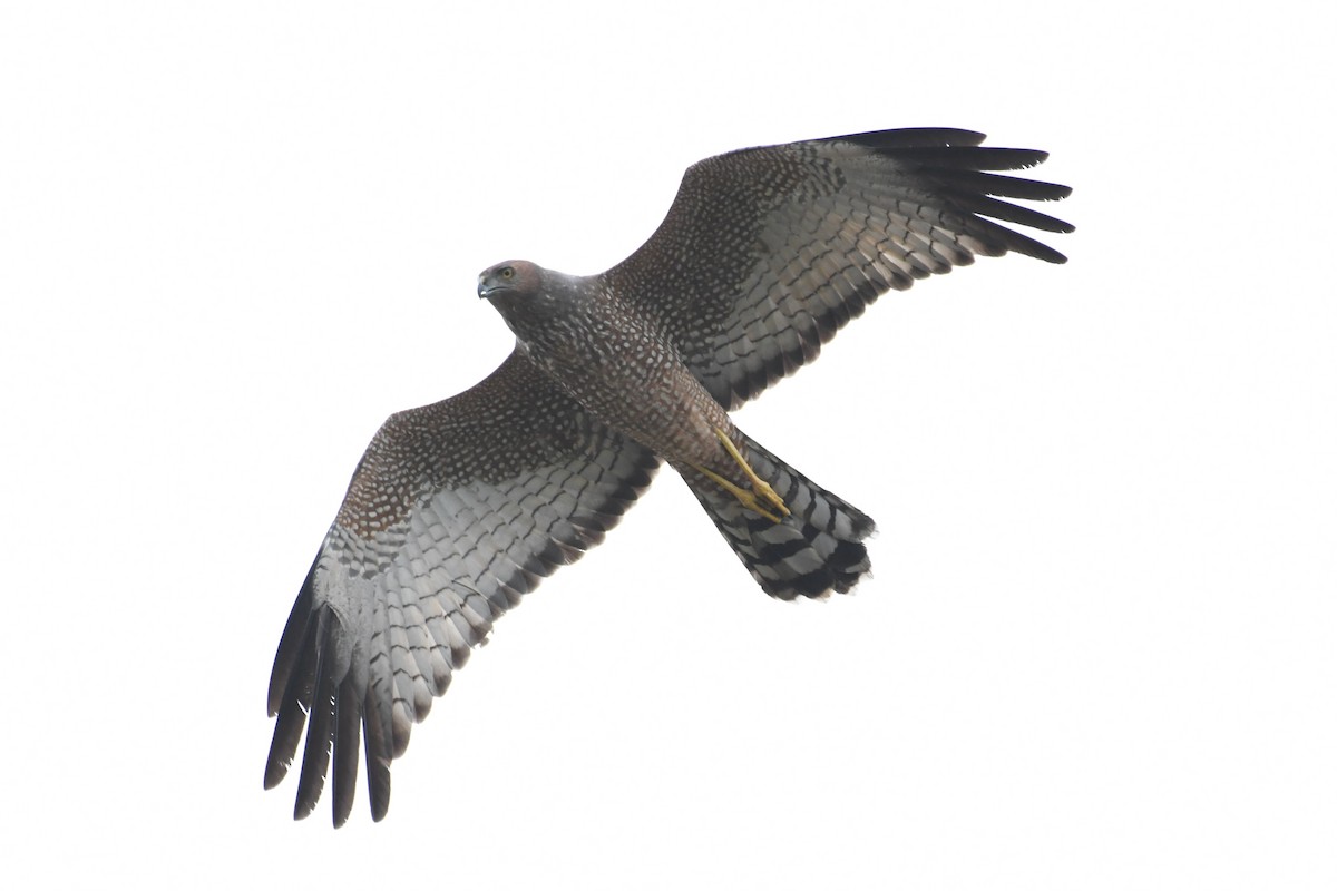 Spotted Harrier - ML436458751
