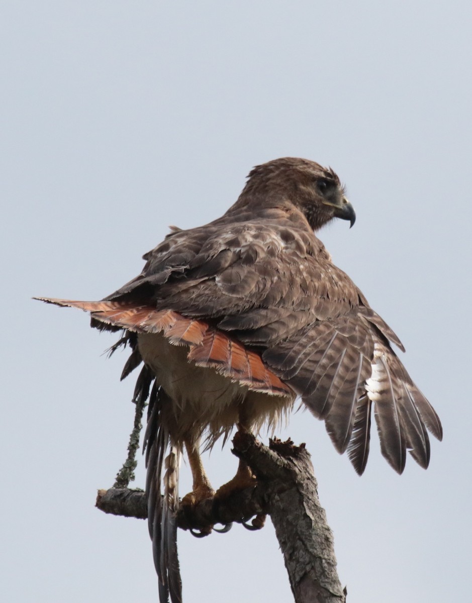 Red-tailed Hawk - ML436463071