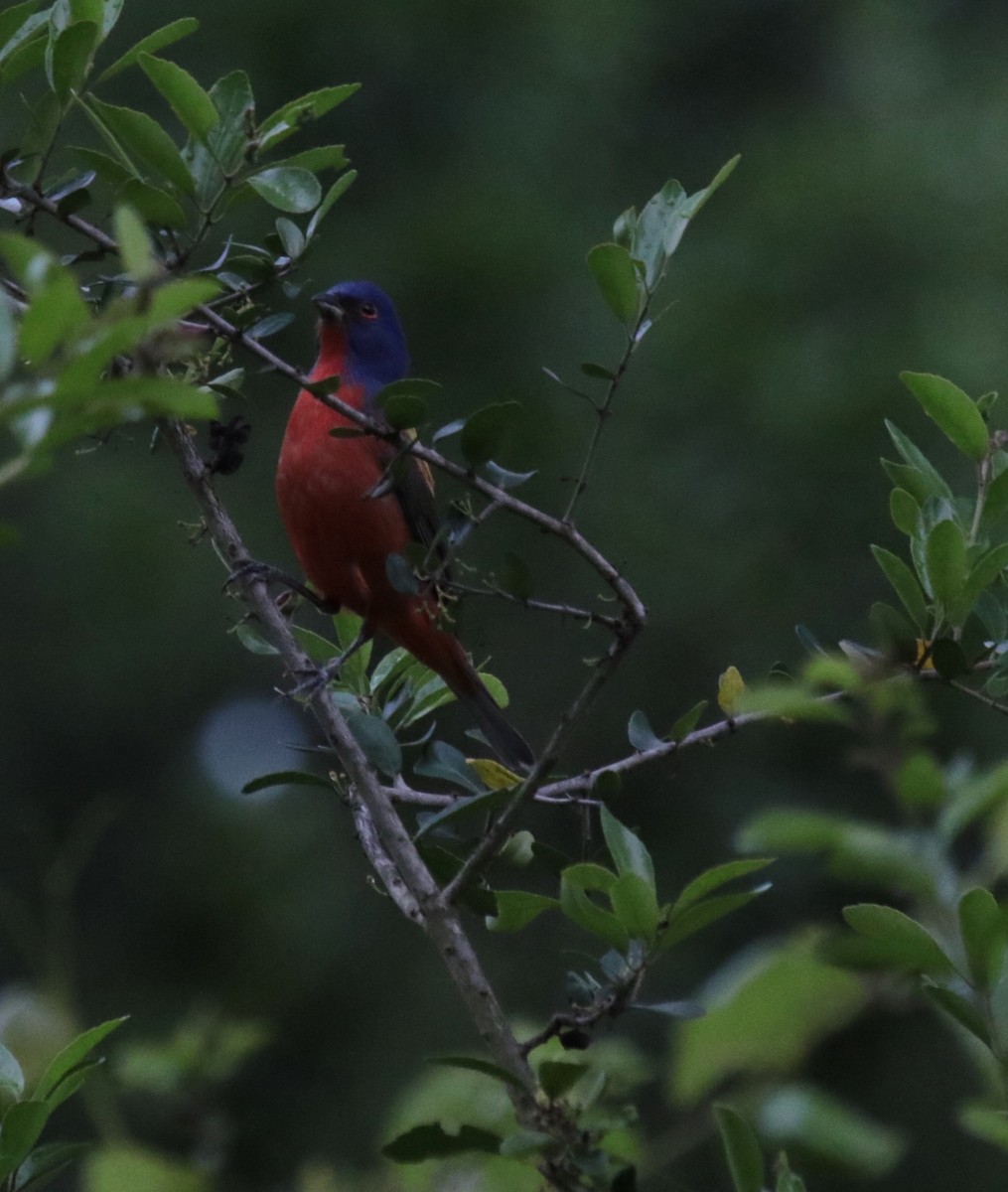 Painted Bunting - ML436463241