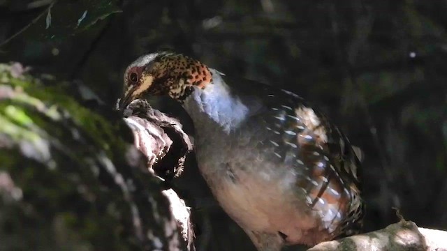 Rufous-throated Partridge - ML436463931