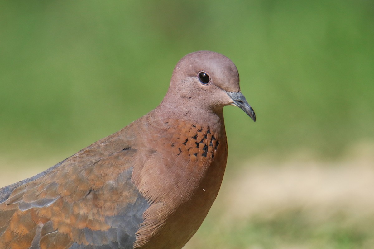 Laughing Dove - ML436464431