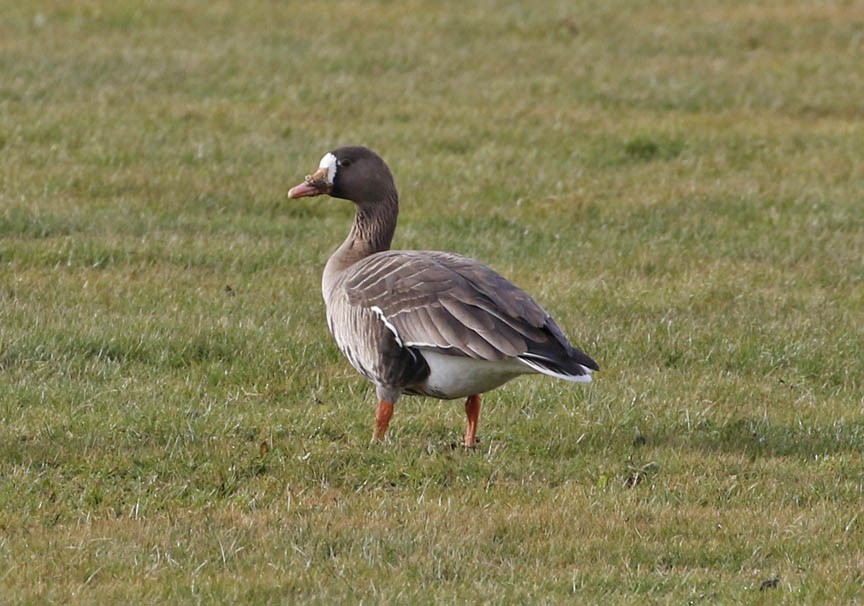 Greater White-fronted Goose - Mark Dennis
