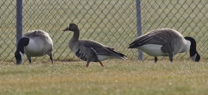 Greater White-fronted Goose - ML43646871