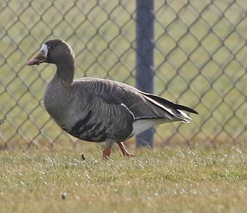 Greater White-fronted Goose - ML43646891