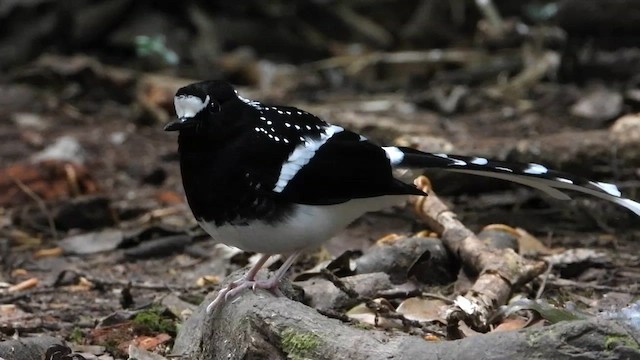 Spotted Forktail - ML436471001
