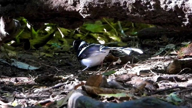 Spotted Forktail - ML436471011
