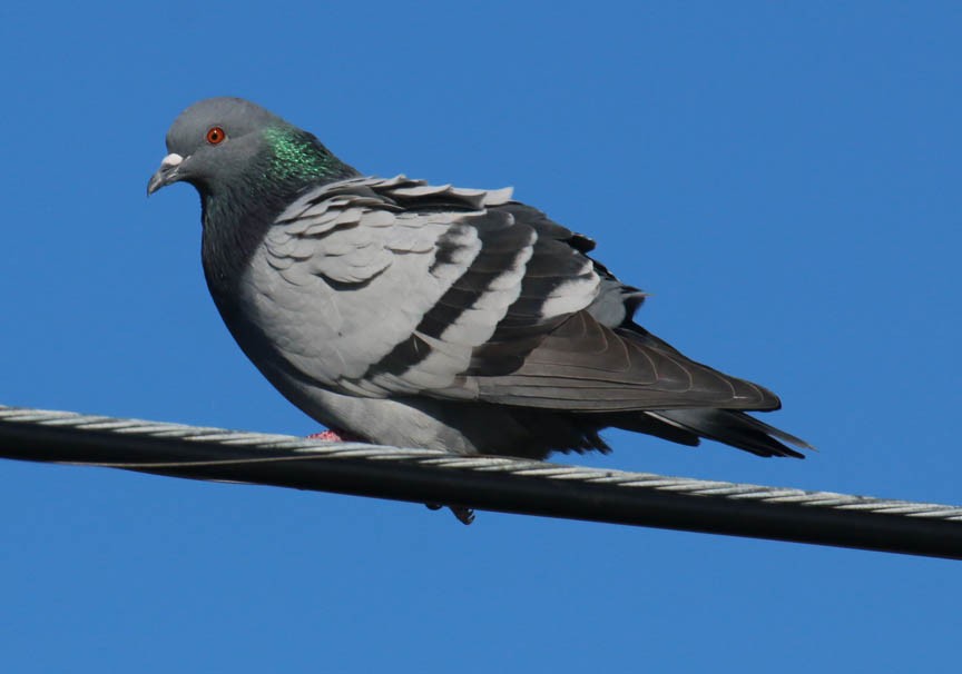 Rock Pigeon (Feral Pigeon) - Mark Dennis
