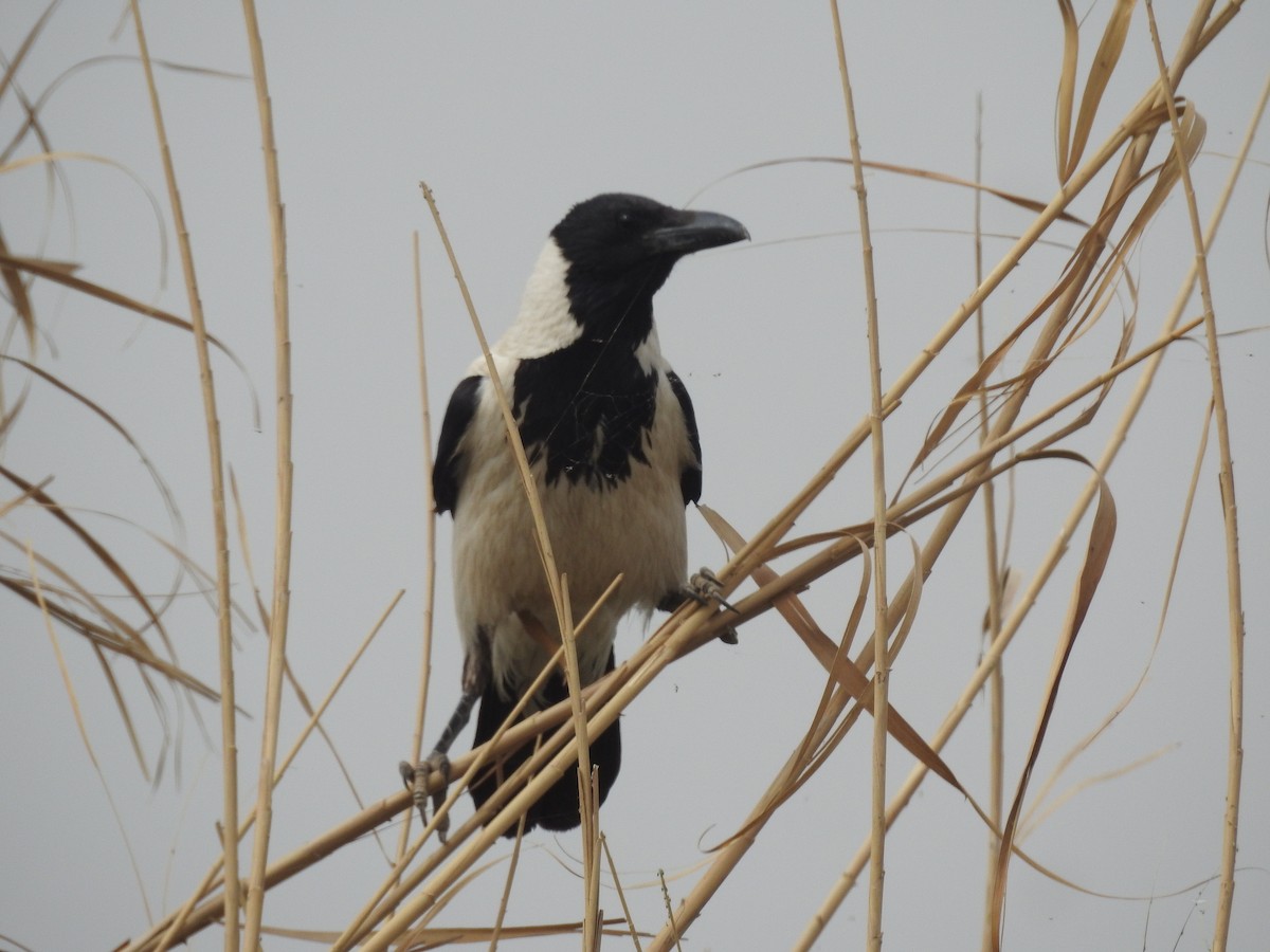 Hooded Crow (Mesopotamian) - ML436482001