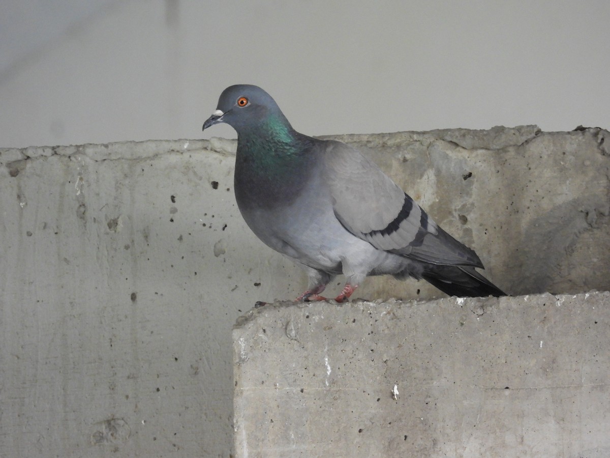 Pigeon biset - ML436482541