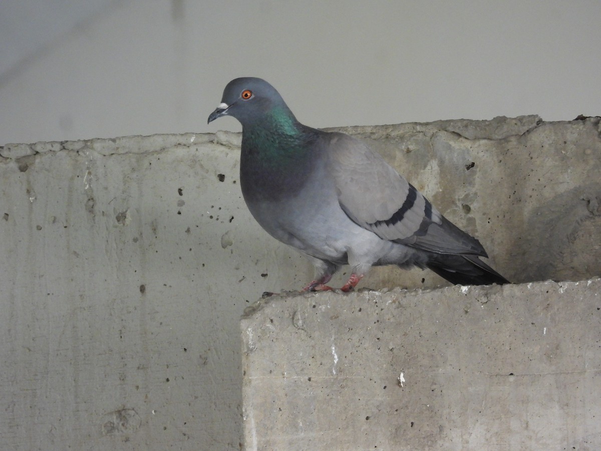 Rock Pigeon - ML436482561