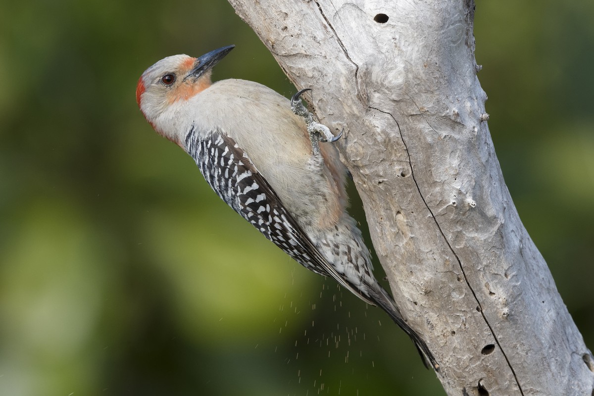Red-bellied Woodpecker - ML436486961